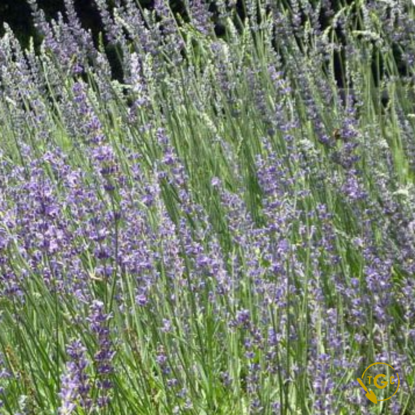 Lavandula × intermedia ‘Grosso’ (Grosso Lavender)
