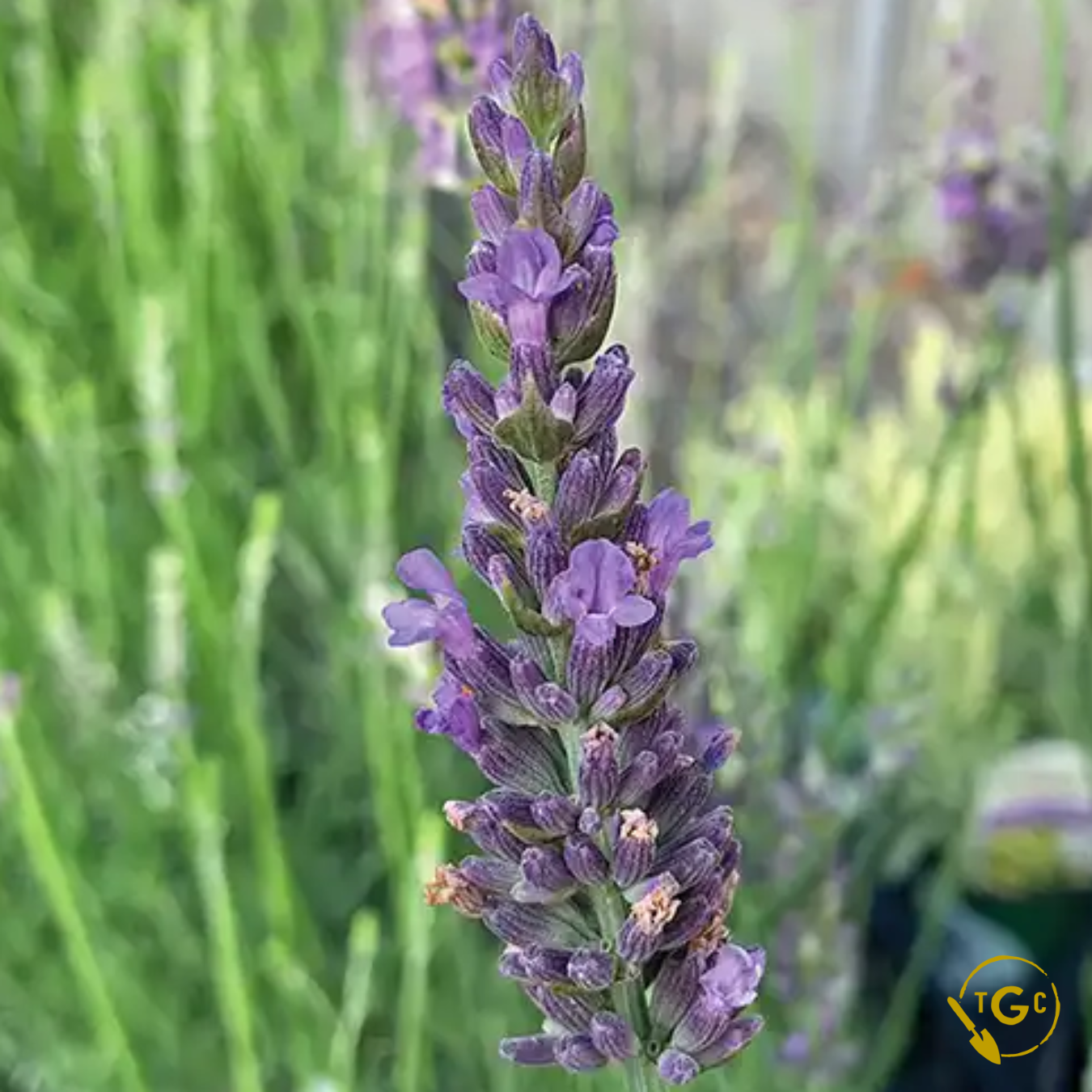 Lavandula × intermedia ‘Sensational!’ (Sensational Lavender)