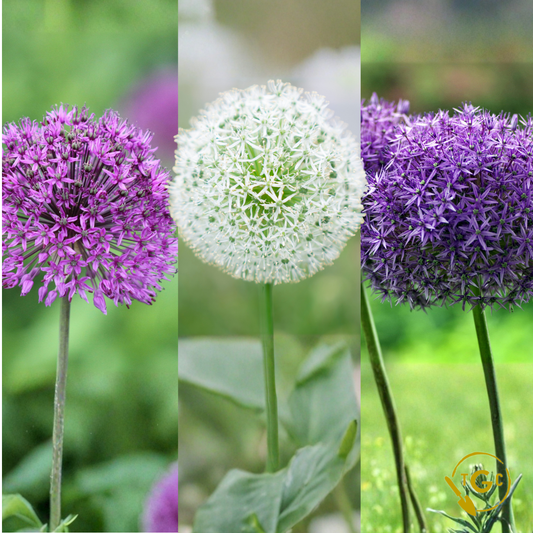 Allium '3-Variety Collection'