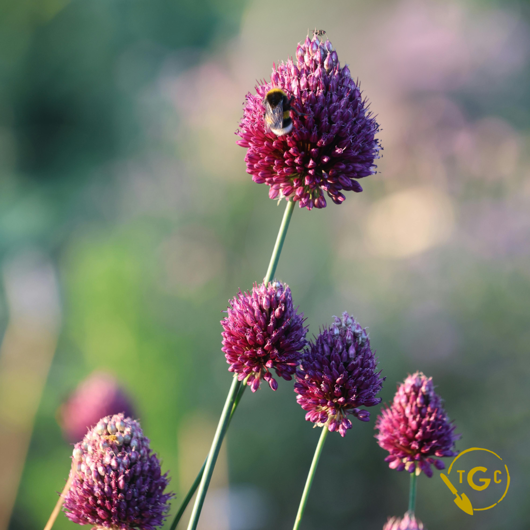 Allium 'Drumstick'