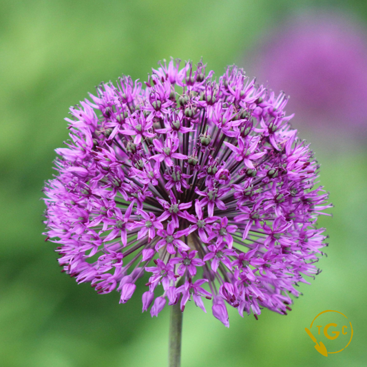 Allium 'Gladiator'