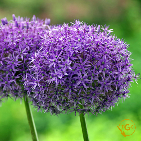 Allium 'Globemaster'