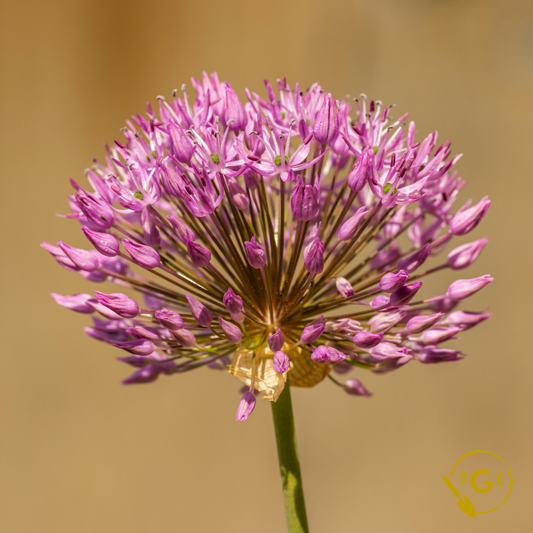 Allium 'Schubertii'