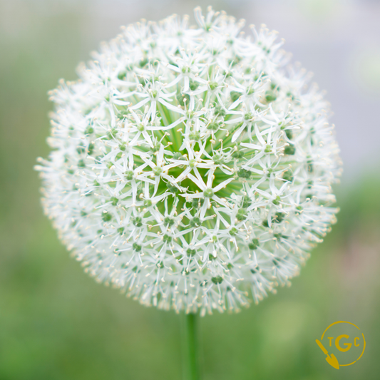 Allium 'Mt.Everest'