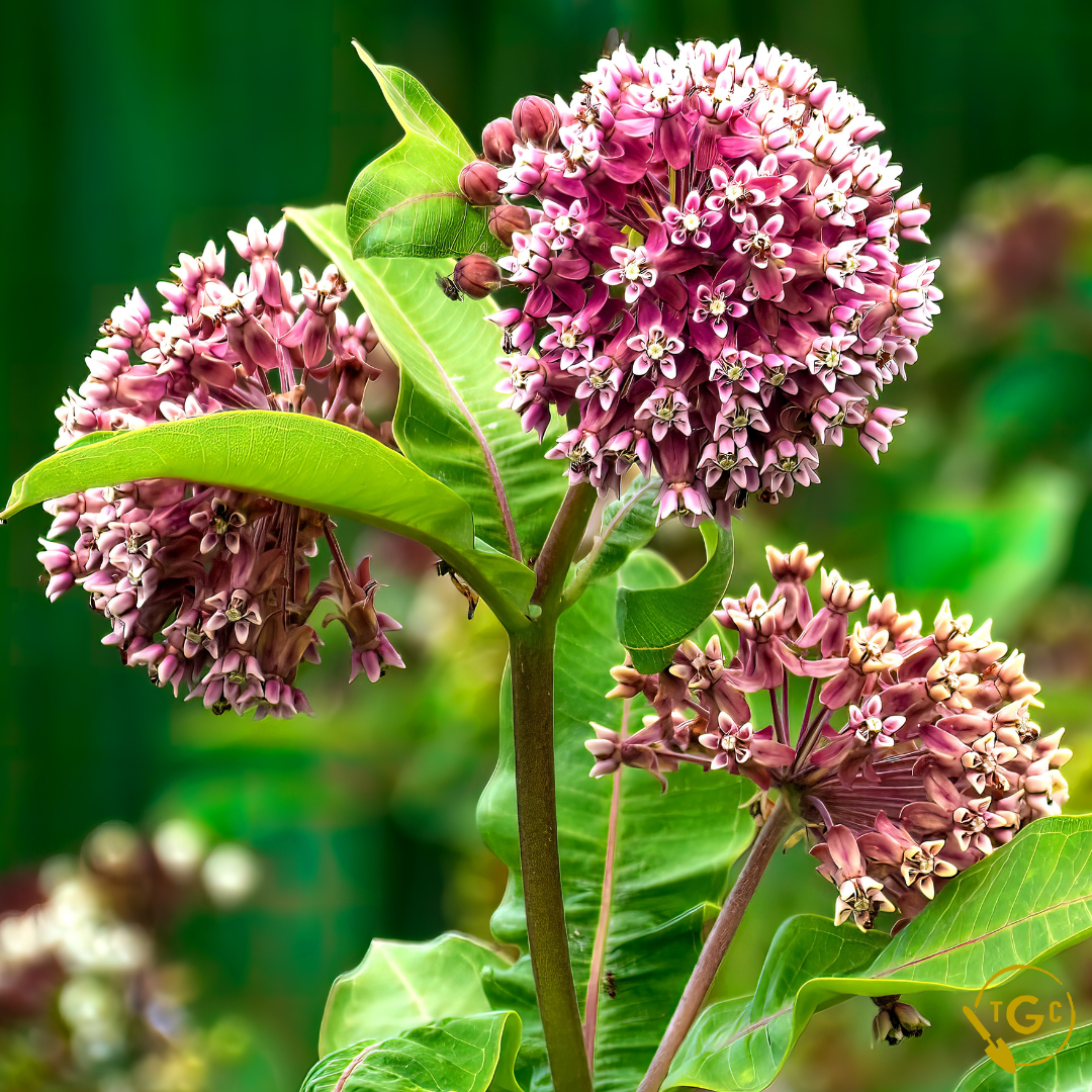 Common Milkweed (Ecotype 59)