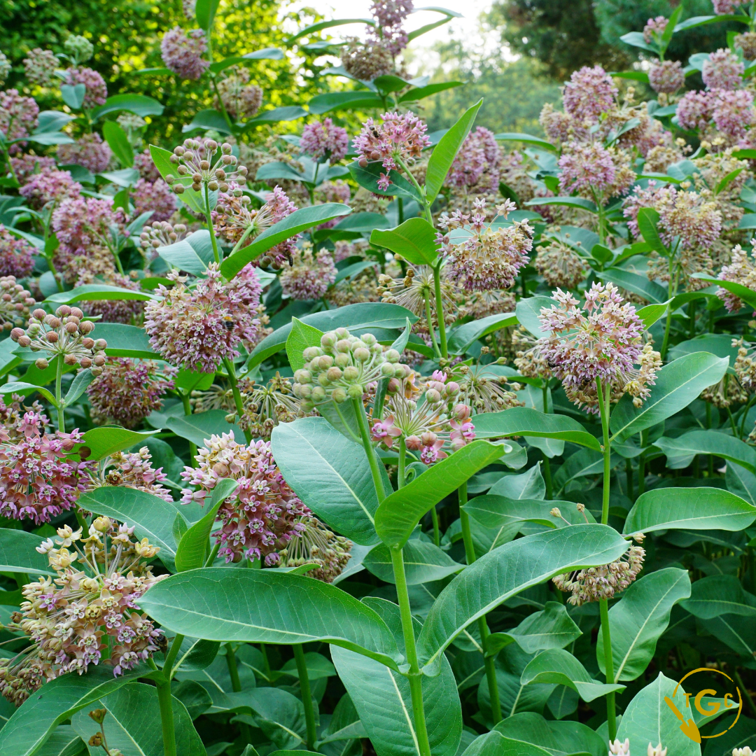 Common Milkweed (Ecotype 59)