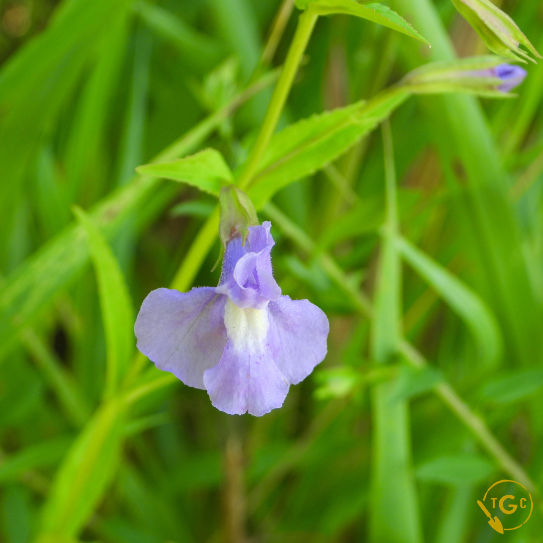 Monkey Flower (Ecotype 59)