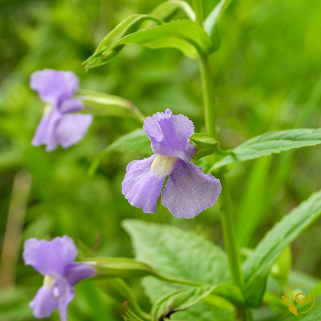Monkey Flower (Ecotype 59)
