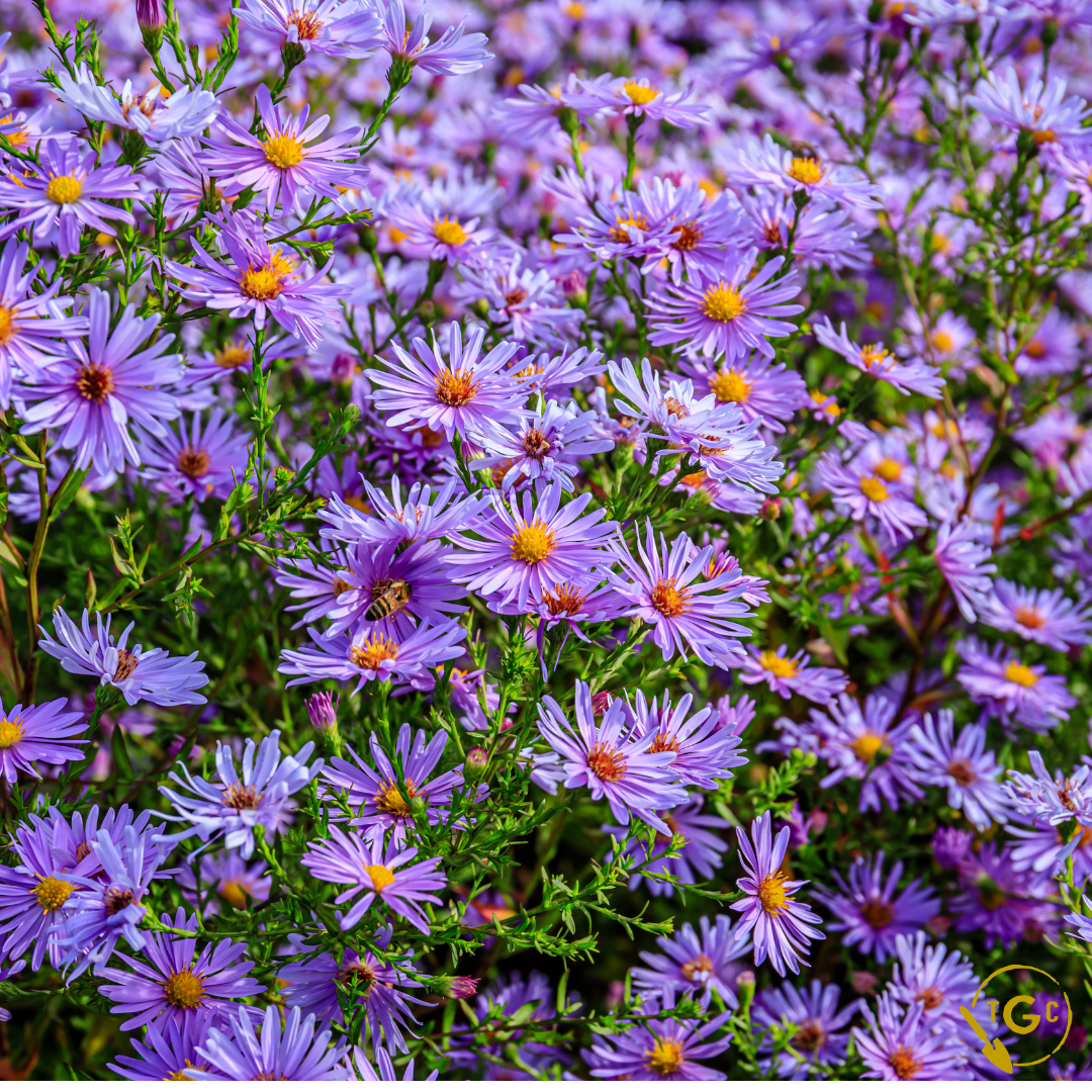 New England Aster (Ecotype 59)