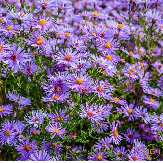 New England Aster (Ecotype 59)