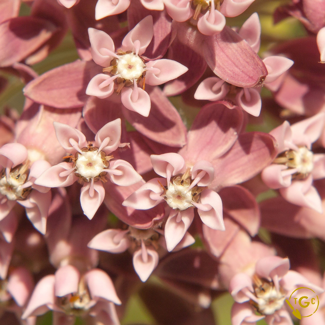 Common Milkweed (Ecotype 59)