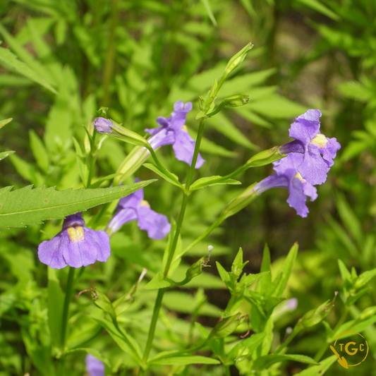 Monkey Flower (Ecotype 59)