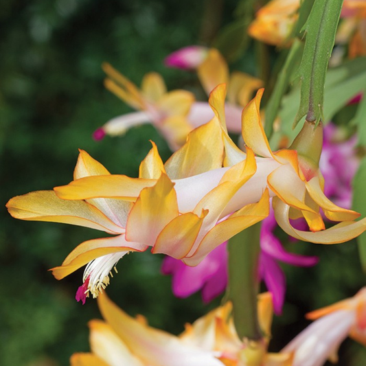 Christmas Cactus (Yellow Blooms) 4" Pot