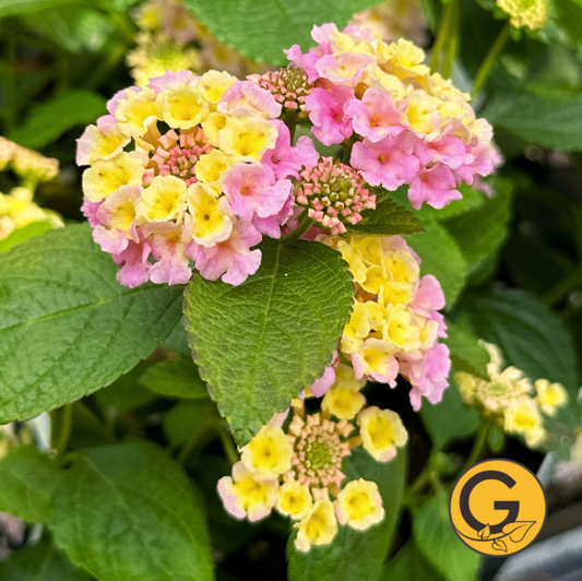 Lantana 'Bloomify Pink' // Pre-Order