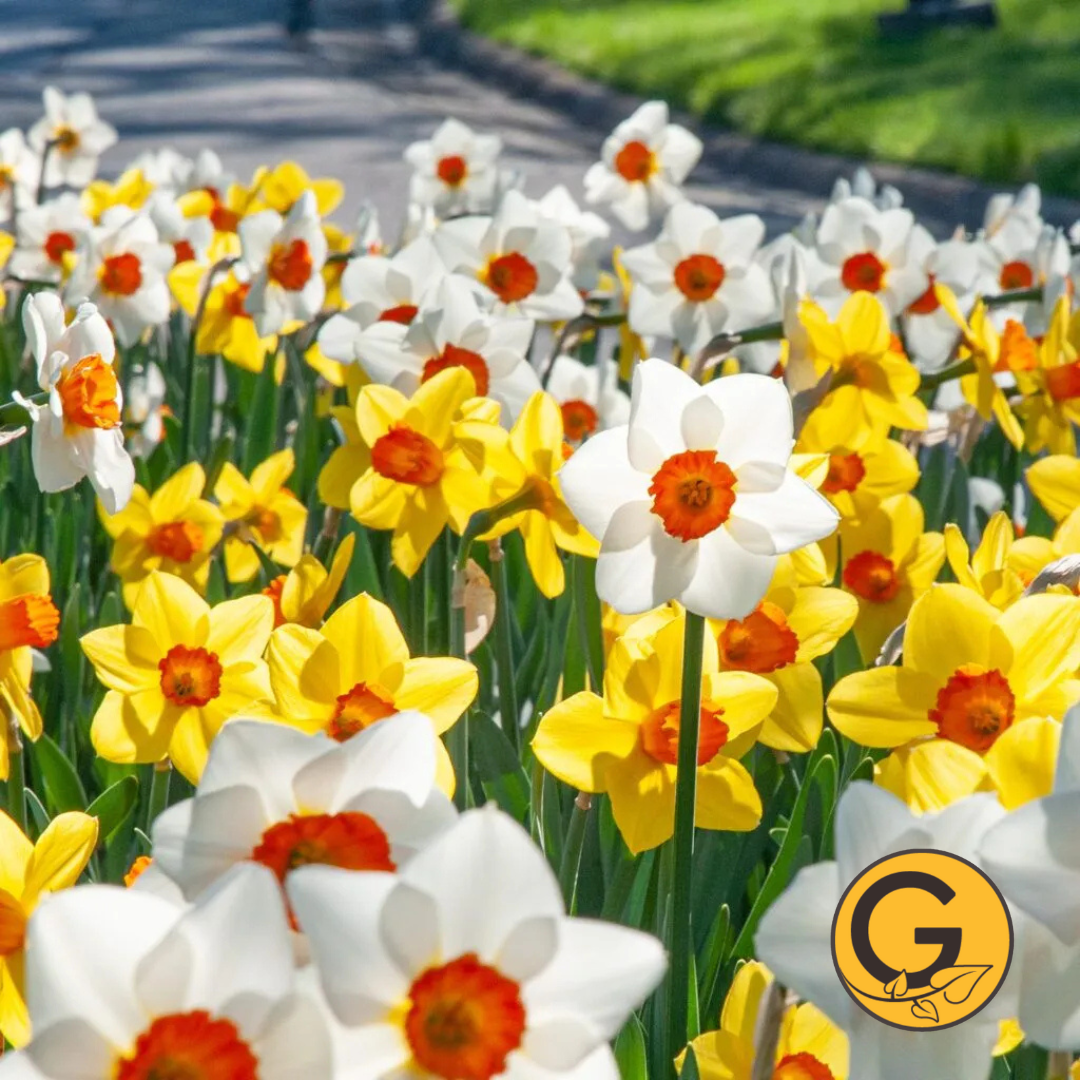 Daffodil 'Sunshine Boys Blend' // Pre-Order