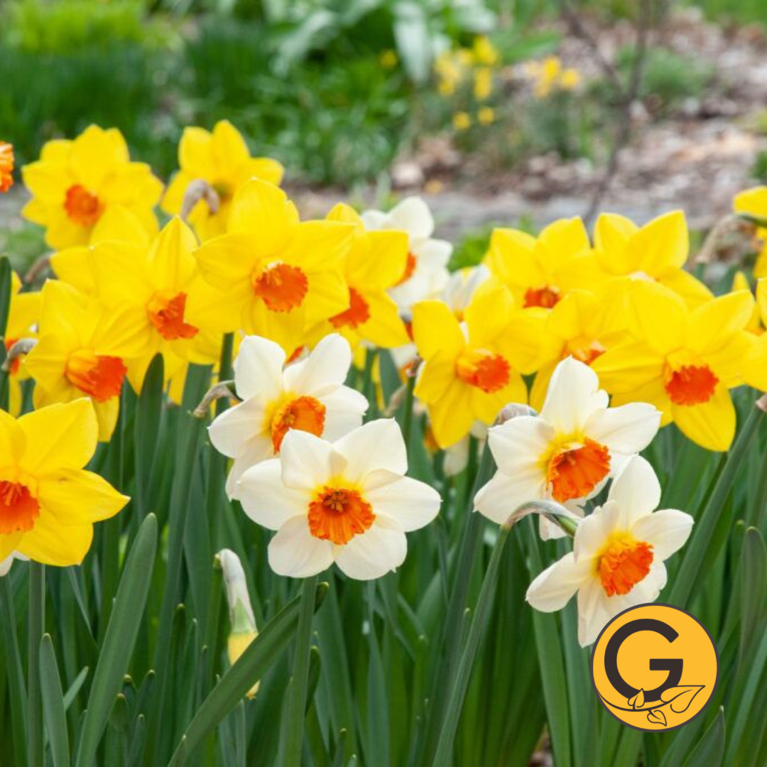 Daffodil 'Sunshine Boys Blend' // Pre-Order