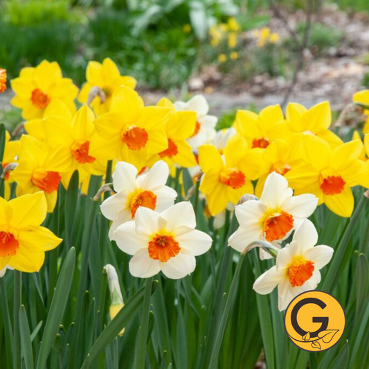 Daffodil 'Sunshine Boys Blend' // Pre-Order