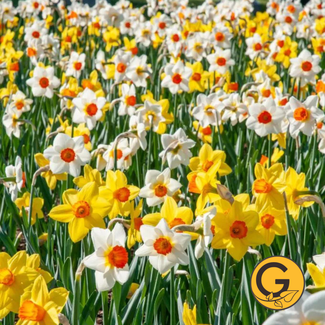 Daffodil 'Sunshine Boys Blend' // Pre-Order