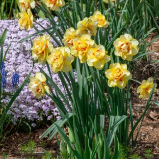 Daffodil Tahiti