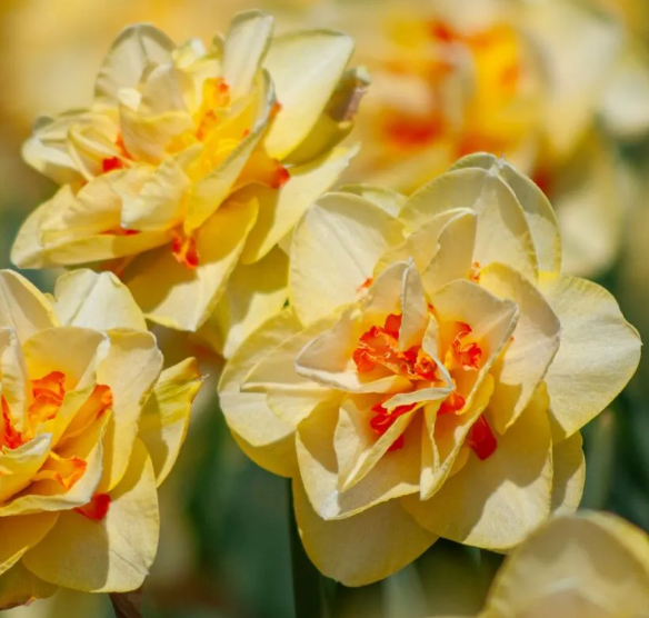 Daffodil Tahiti