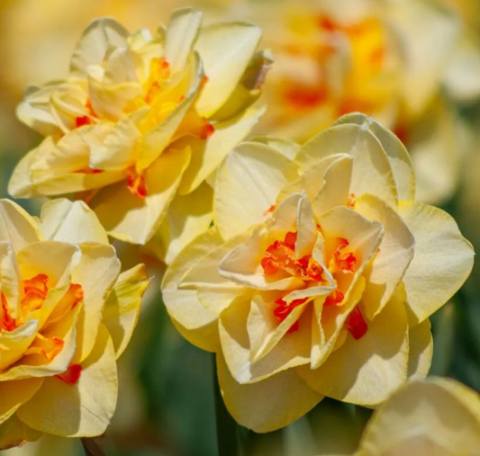 Daffodil Tahiti