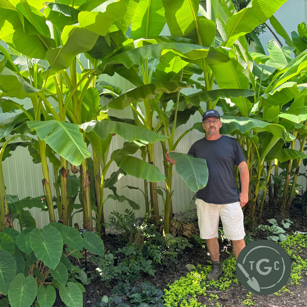 Connecticut 'Hardy Banana'