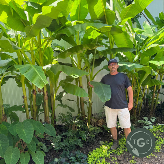 Connecticut 'Hardy Banana'