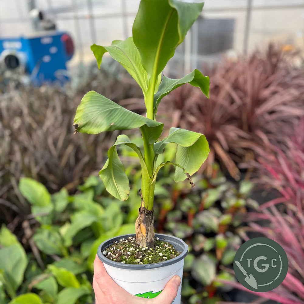 Connecticut 'Hardy Banana'