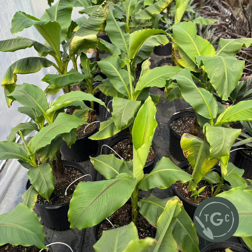 Connecticut 'Hardy Banana'