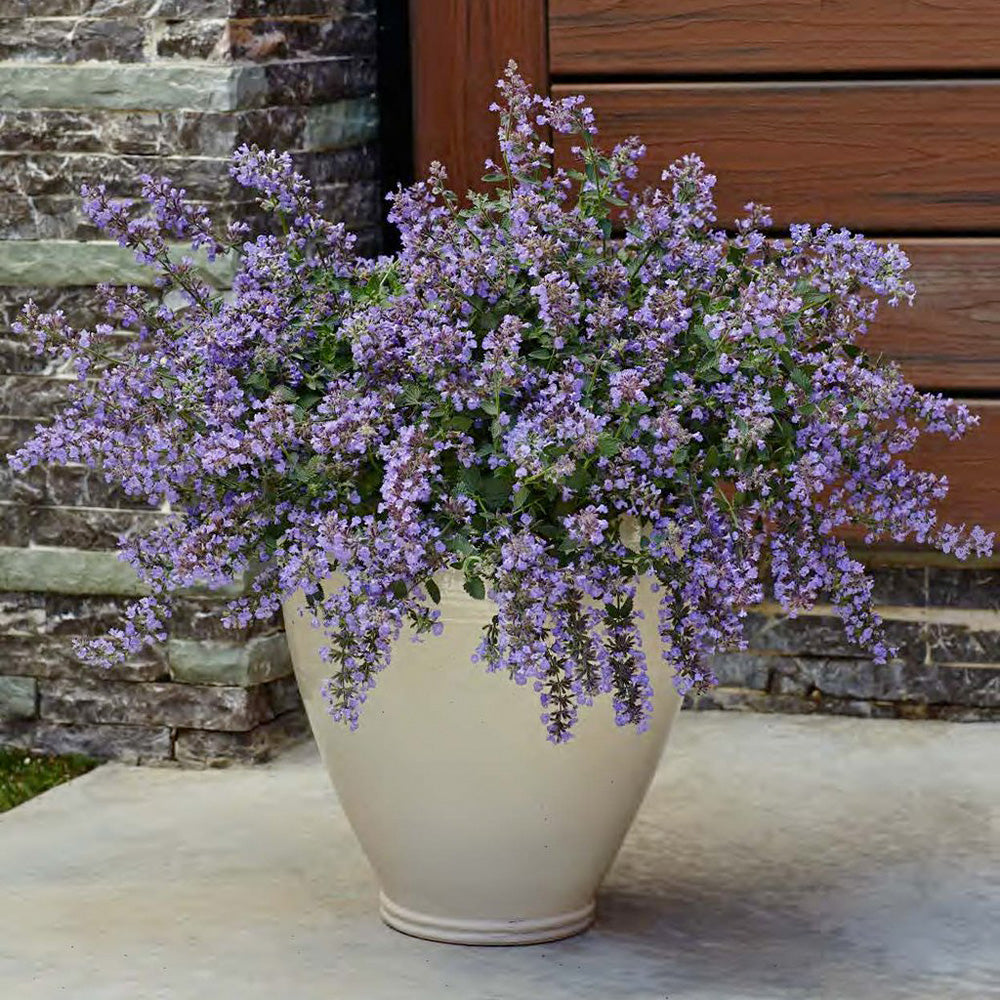 Nepeta 'Cat's Meow'
