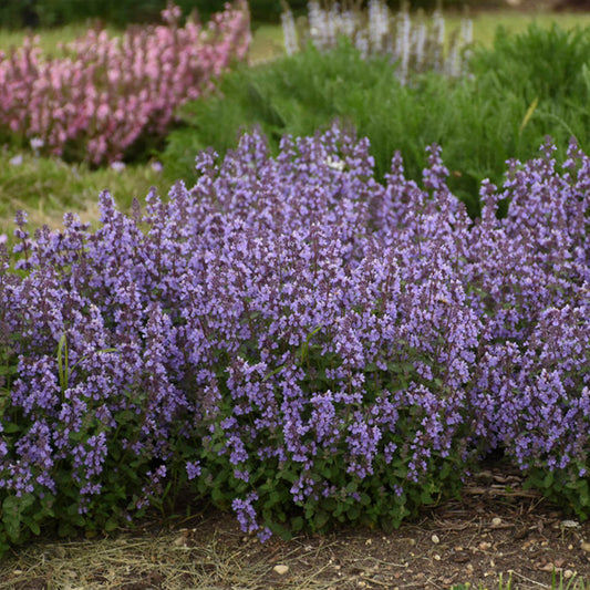 Nepeta 'Cats Pajamas'