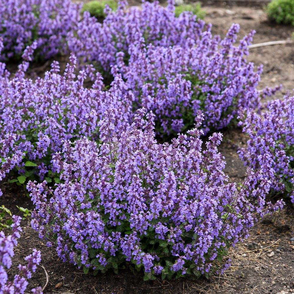 Nepeta 'Cats Pajamas'