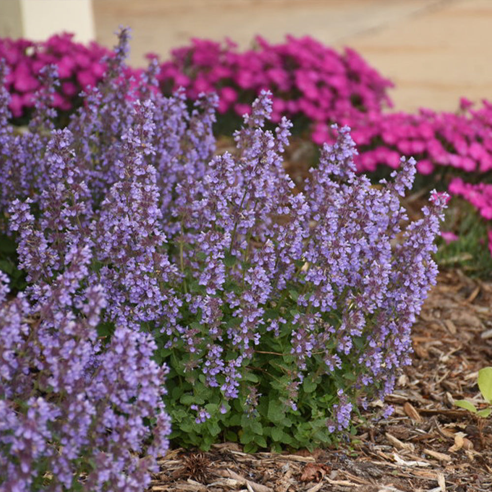 Nepeta 'Cats Pajamas'