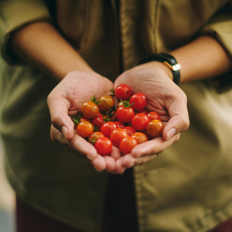 TGC Cherry Tomato Pack