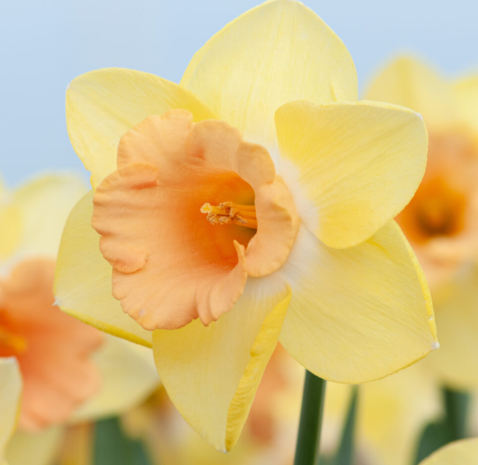 Daffodil Tom Pouce