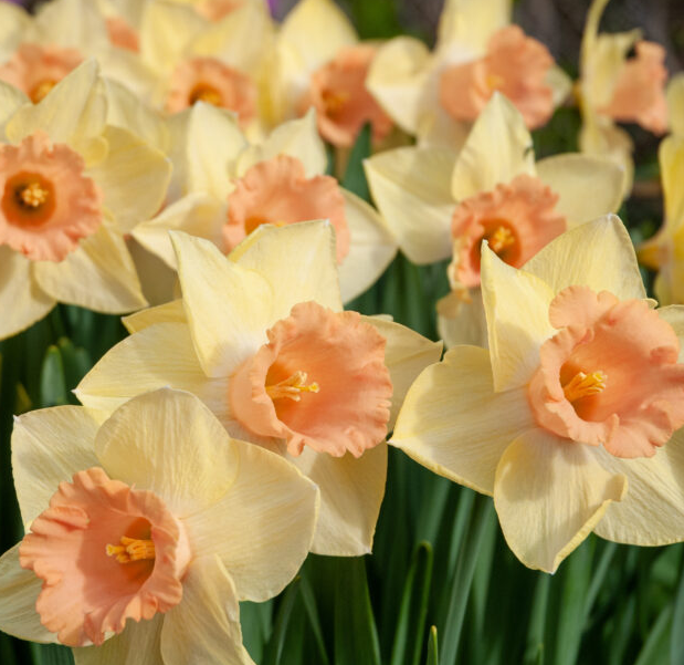 Daffodil Tom Pouce