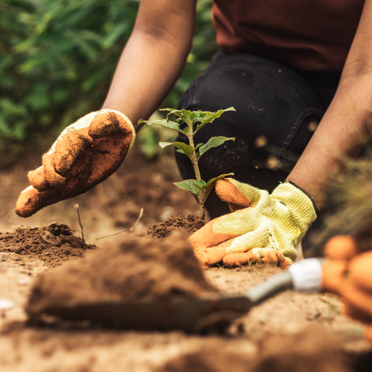 FREE SEMINAR // Fall Is For Planting, August 30