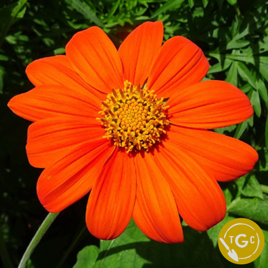 Tithonia / Mexican Sunflower
