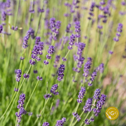 Lavandula × intermedia ‘Phenomenal’ (Phenomenal Lavender)