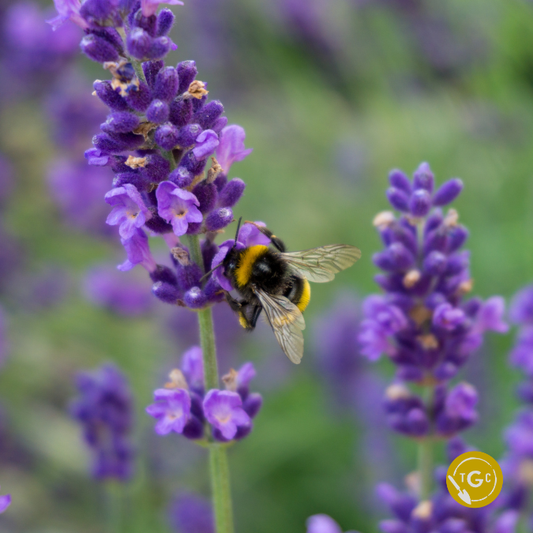 Lavandula × intermedia ‘Sensational!’ (Sensational Lavender)