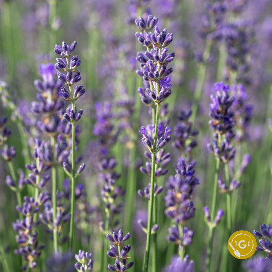 Lavandula ‘Provence’ (Provence Lavender)