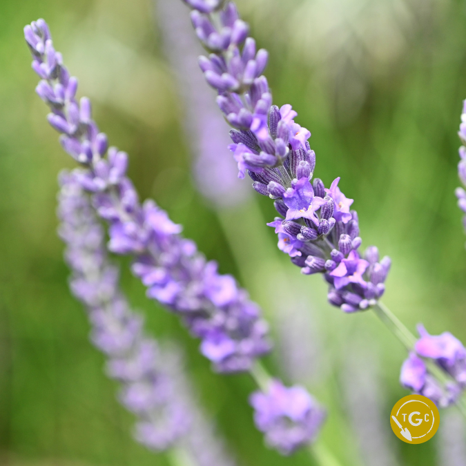 Lavandula × intermedia ‘Grosso’ (Grosso Lavender)