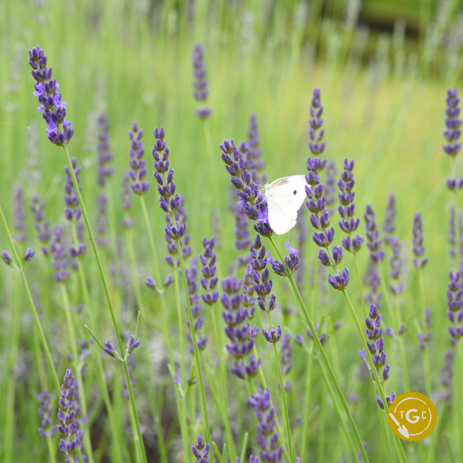 Lavandula × intermedia ‘Grosso’ (Grosso Lavender)