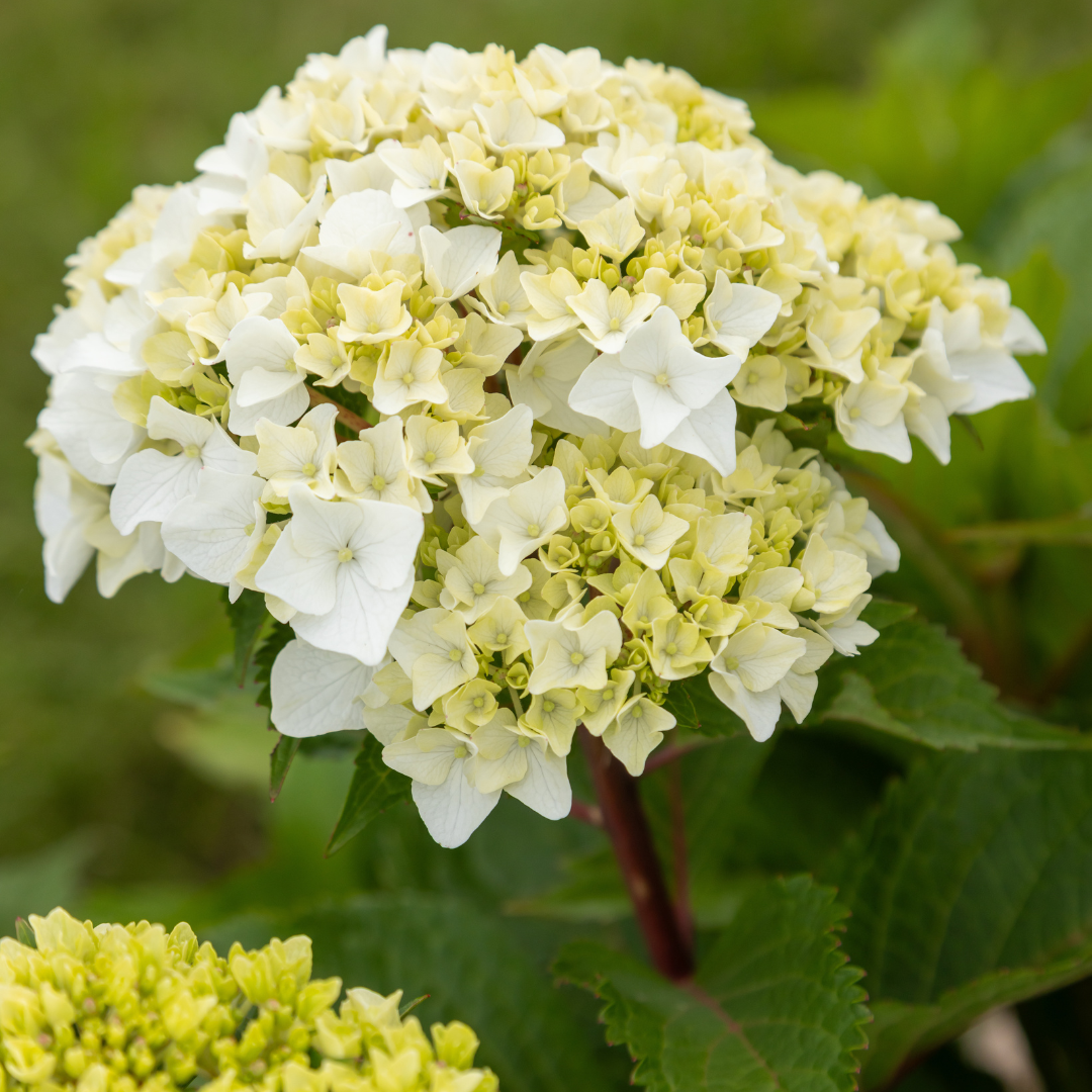 Endless Summer® Dreamcloud® Hydrangea
