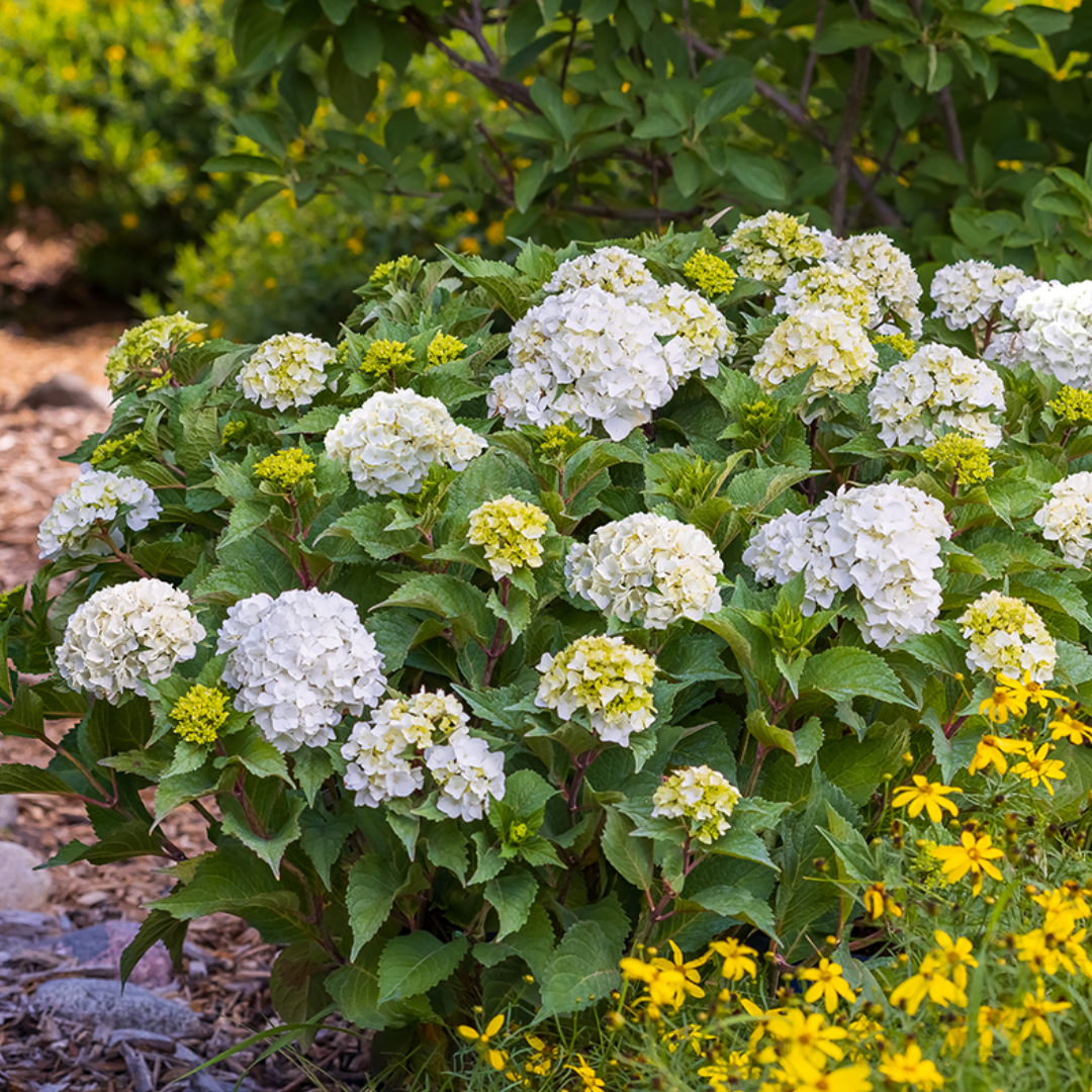 Endless Summer® Dreamcloud® Hydrangea