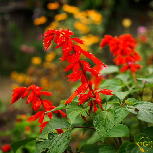 Salvia 'Embers Wish'