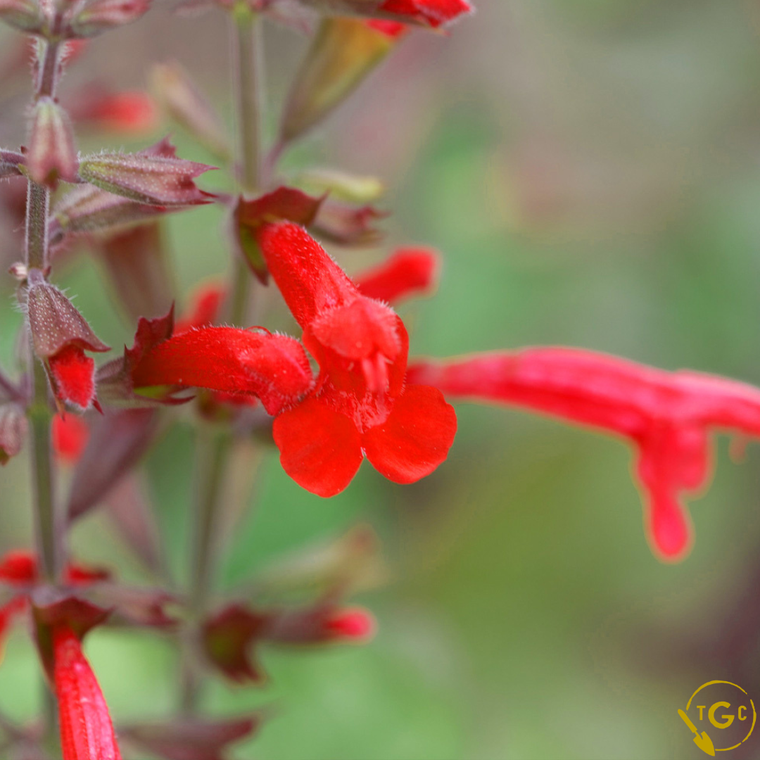 Salvia 'Embers Wish'