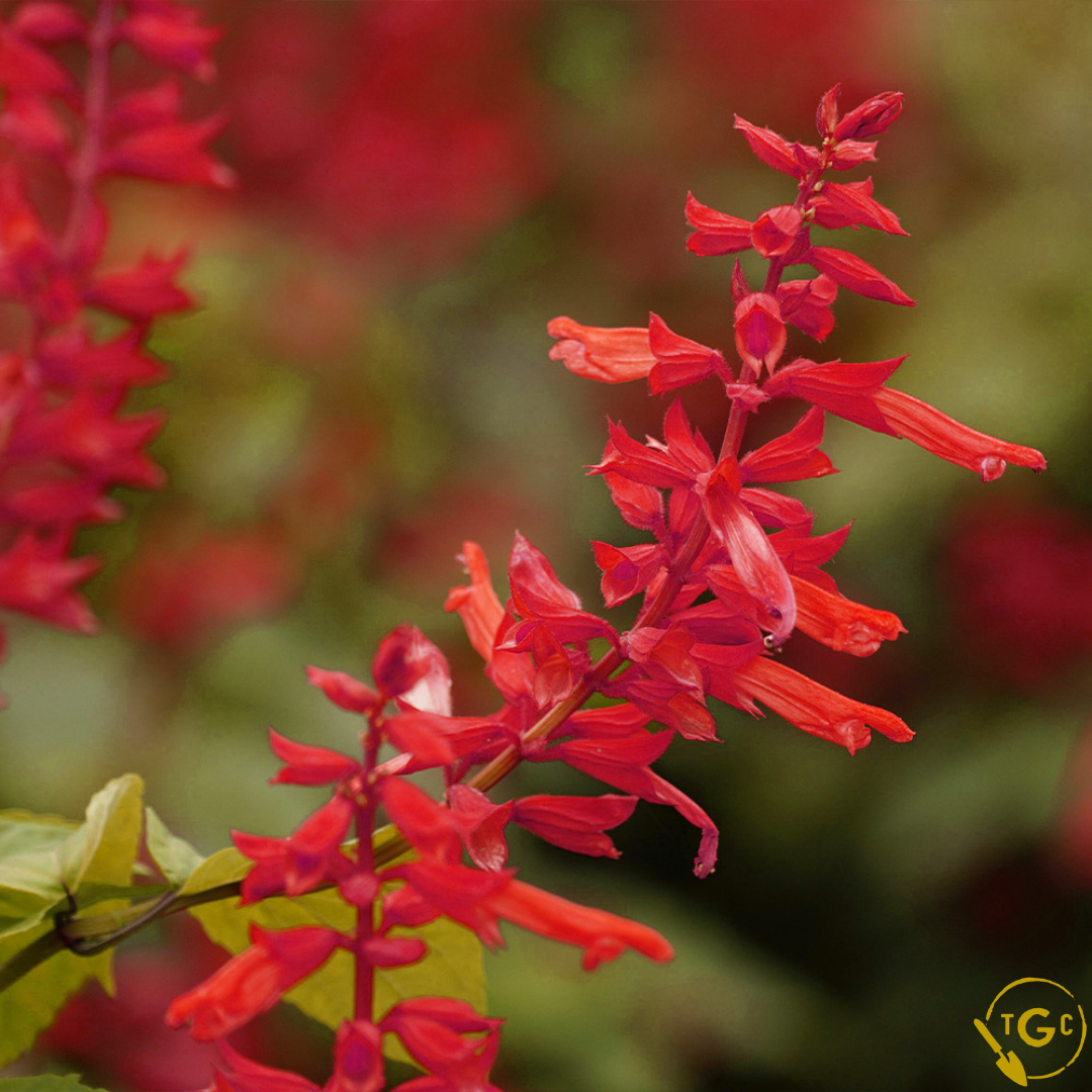 Salvia 'Embers Wish'
