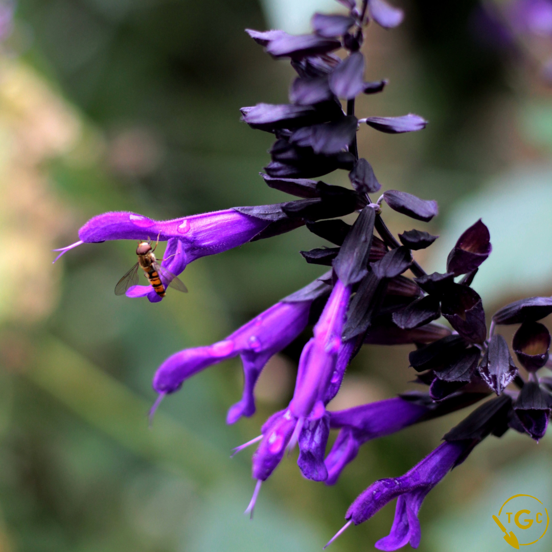 Salvia 'Amistad'