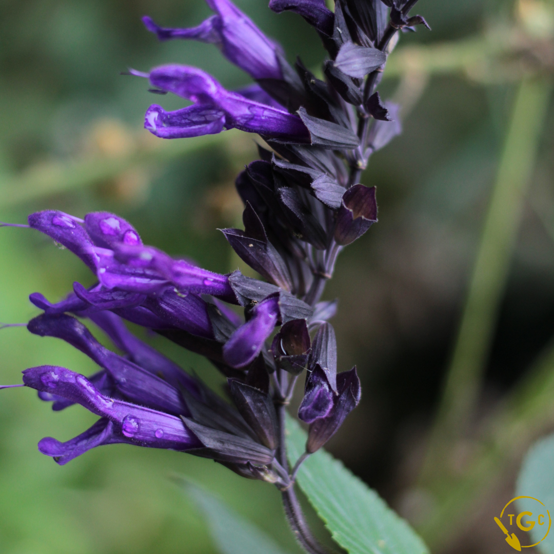 Salvia 'Amistad'